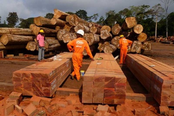 Approvisionnement du marché ivoirien en bois : D&#039;importantes dispositions annoncées
