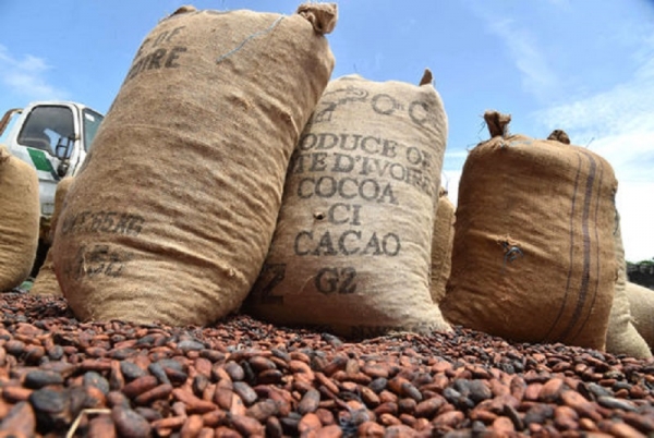 La production de cacao devrait atteindre 1,83 million de tonnes en 2017/2018