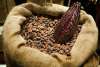 Côte d’Ivoire : Le prix bord champ du cacao fixé à 1100 FCFA