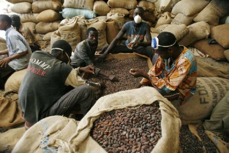 Les craintes sur Ebola font bondir les cours du cacao.