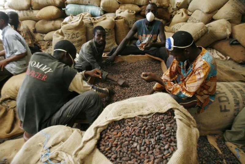 Cacao : le prix bord champ baisse de 1100 FCFA à 700 FCFA