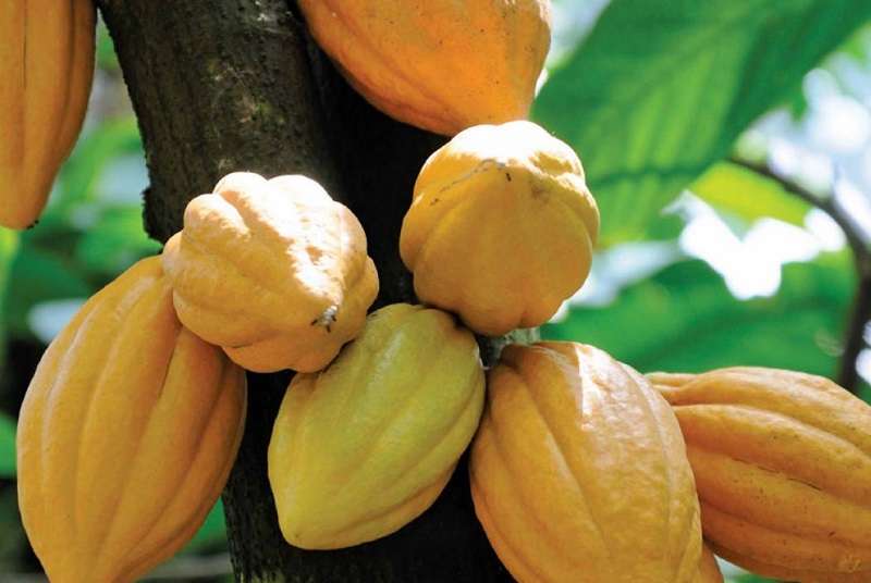 Olam acquiert l&#039;activité cacao ADM pour 1,3 milliards de dollars