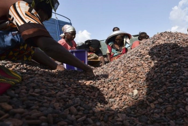 Baisse des prix du cacao: La surproduction au banc des accusés