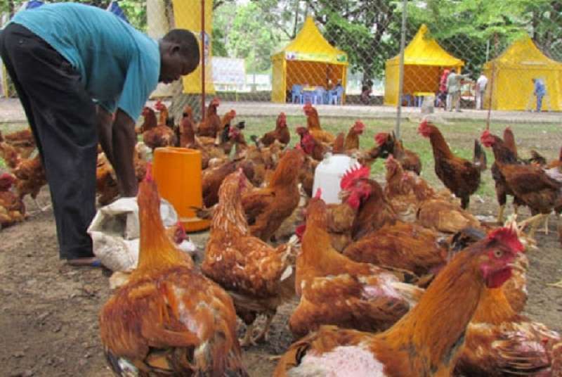 Côte d’Ivoire: la consommation de la volaille locale n’est pas interdite