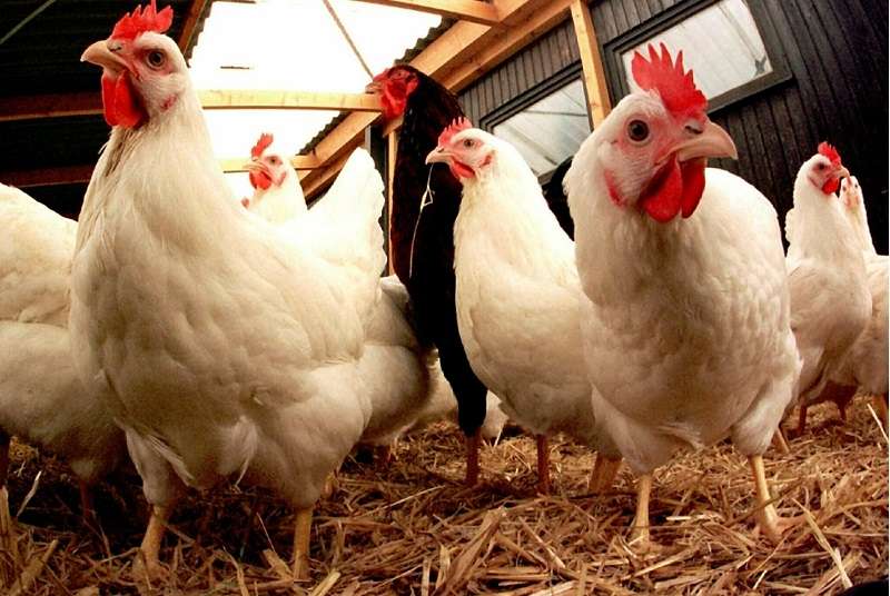 Grippe aviaire: 27.000 poulets abattus à Modeste
