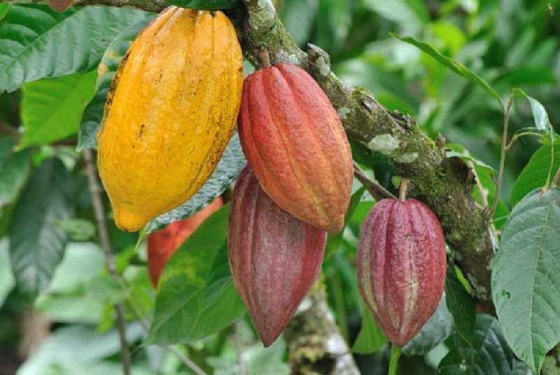 La Côte d’Ivoire va récolter 1.719.000 tonnes de cacao (exportateurs).