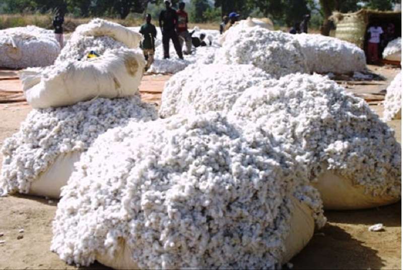 Côte d’Ivoire : baisse de la productivité à l’hectare de la filière coton