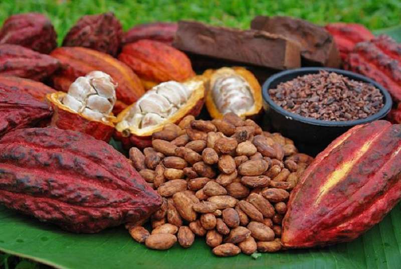 Filière Cacao : Des Ivoiriens à la tête du Groupement des négociants internationaux