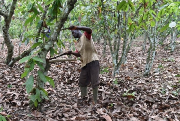 Cacao : la Côte d&#039;Ivoire maintient inchangé le prix d&#039;achat garanti aux producteurs pour 2017-18