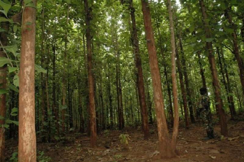 Côte d’Ivoire: un financement de 16 milliards de FCFA octroyé pour la reconstitution du couvert forestier