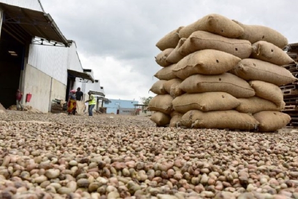 Le prix bord champ de la noix de cajou fixé à 305 F CFA  en Côte d&#039;Ivoire