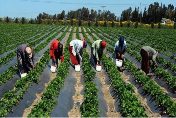 Oragroup reçoit plus de 13 milliards pour appuyer les campagnes agricoles en Afrique de l’Ouest