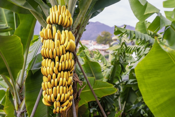 La Côte d’Ivoire, 1er producteur africain de la Banane dessert
