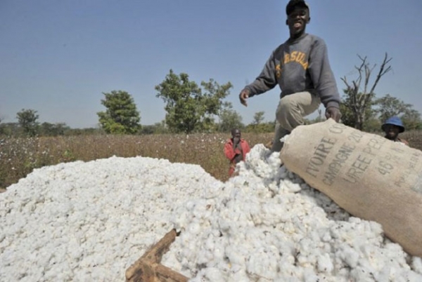 25.000 tonnes de semences de coton produites en Côte d’Ivoire malgré la sécheresse