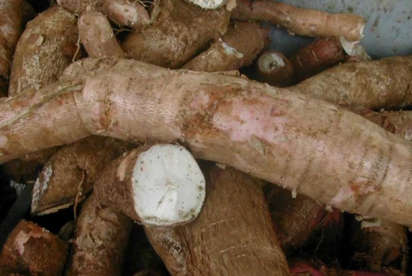 La production de manioc en Côte d’Ivoire estimée à 4,5 millions de tonnes en 2016