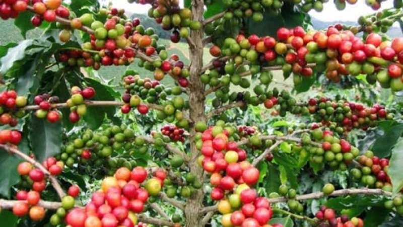 Relance caféière: Un projet pilote des coopératives de l’Indénié-Djuablin