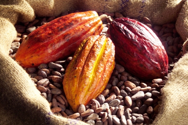 Le président Ouattara annonce une augmentation du prix du Cacao
