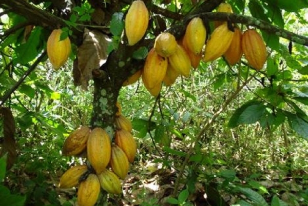 La récolte cacaoyère principale 2019/2020 pourrait chuter de 5 % en Côte d’Ivoire