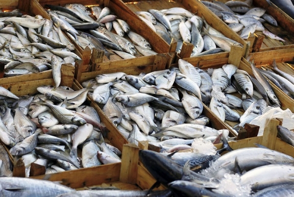 La production et la consommation de poissons atteignent des niveaux records 