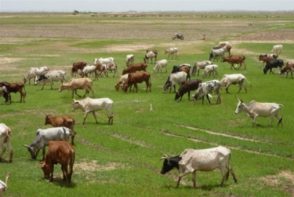 Le Mali suspend l&#039;exportation du bétail vers les pays de la CEDEAO