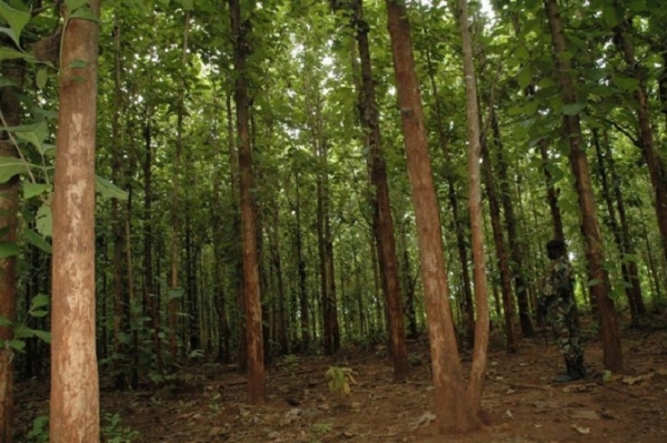 La Côte d&#039;Ivoire a perdu 19 421 ha de forêts de 2019 à janvier 2022