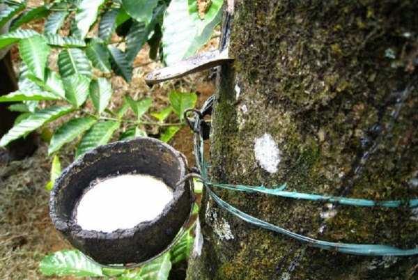 La production de caoutchouc naturel en Côte d’Ivoire a atteint 950 000 tonnes en 2020