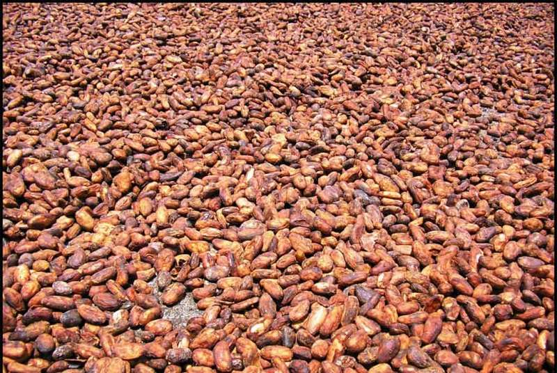 Le Conseil café-cacao et la Douane s’accordent sur un mécanisme de répression du trafic illicite du cacao