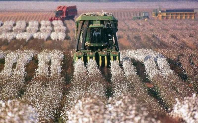 5 millions de tonnes de coton d'ici 2020
