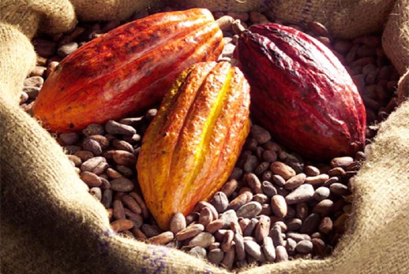 Café-cacao /campagne 2013-2014 : La Côte d’Ivoire enregistre 1,67 millions de tonnes.