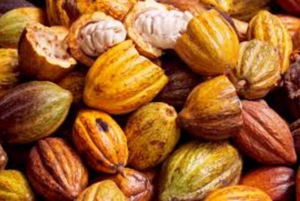 Deal du cacao entre la Côte d’Ivoire et le Ghana