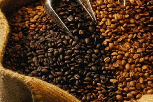 L’ICO revoit à la hausse ses estimations de production mondiale de café