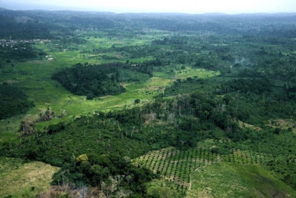 La Côte d’Ivoire a perdu 90% de son couvert forestier au cours des 60 dernières années