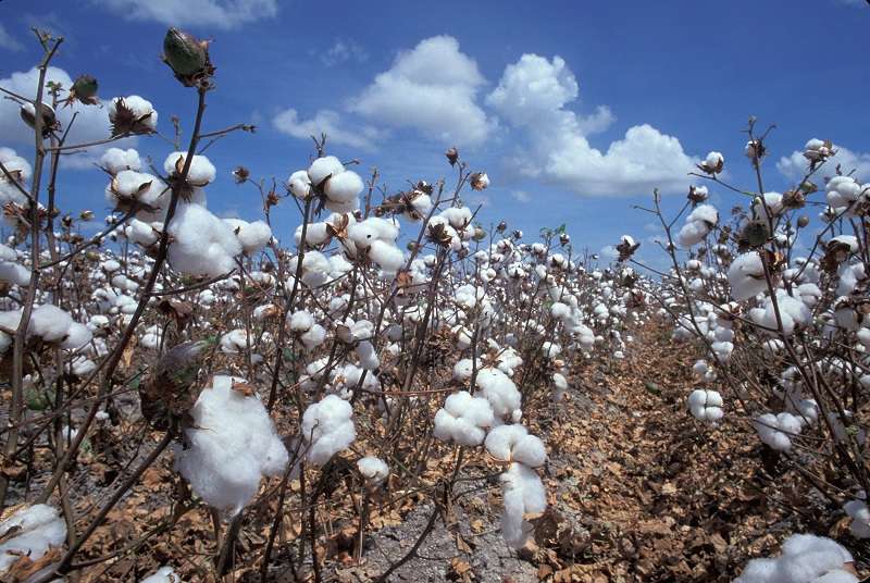 La production de  coton de la saison 2014-2015 a atteint 450.000 tonnes