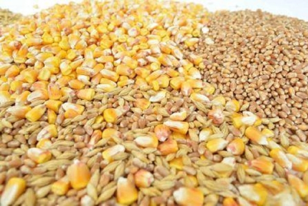 Durant le premier trimestre 2022, le blé et le maïs ont vu leur prix s’envoler sur le marché international