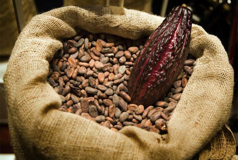 Côte d’Ivoire : Le prix bord champ du cacao fixé à 1100 FCFA