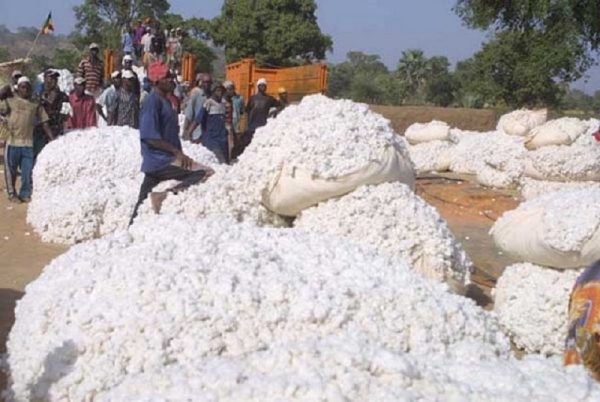 Le prix garanti 1er choix du coton graine fixé à 300 francs CFA/kg pour la campagne 2020-2021 en Côte d’Ivoire