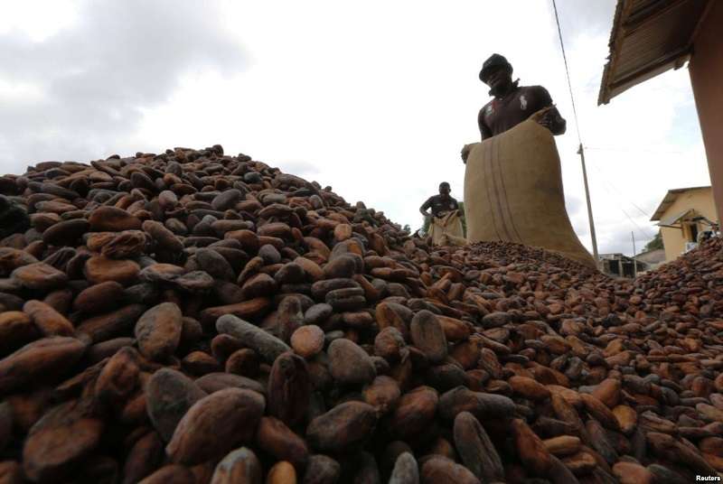 La Côte d’Ivoire pourrait annuler la vente à terme de 250 000 tonnes de cacao qui seront revendues