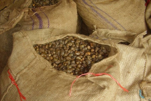 La production de noix de cajou en Côte d’Ivoire a chuté de plus de 100 000 tonnes en 2019