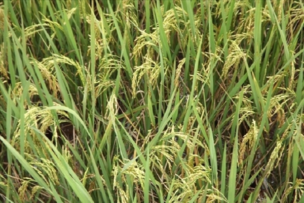 La production mondiale de riz a atteint 778,6 millions de tonnes en 2018