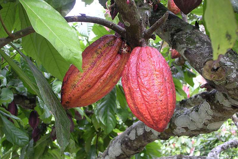 Cacao : le Nigeria veut doubler sa production