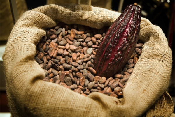 L&#039;ICCO revoit ses prévisions de surplus du Cacao à la baisse pour 2018/2019