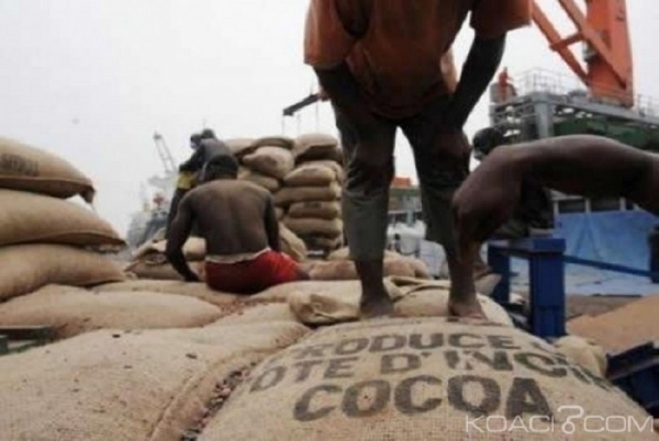 Campagne cacao 2017-2018: Le prix bord champ fixé à 700 FCFA
