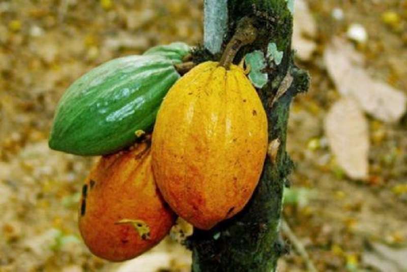 Cacao: la Côte d’Ivoire produira entre 1,27 et 1,3 million de tonnes en saison principale