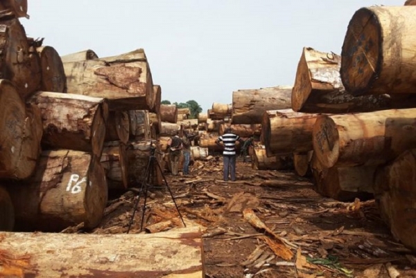 Institution d’une taxe de 5% sur les ventes de bois en grumes