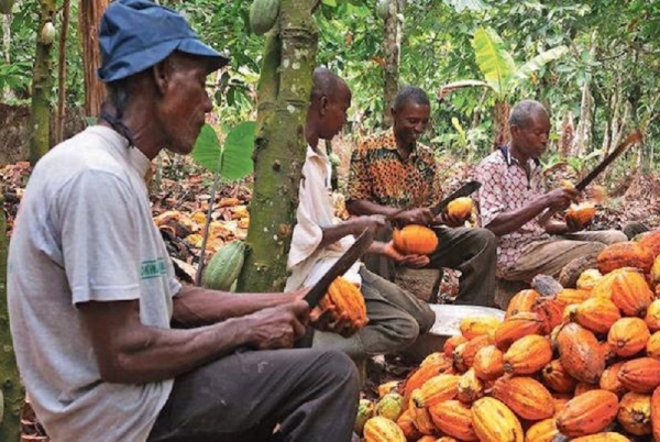  La Côte d’Ivoire va revoir à la hausse le prix d’achat du cacao aux paysans