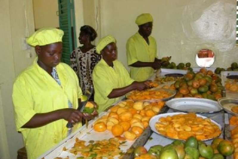 Le gouvernement veut restructurer la filière stratégique de la mangue