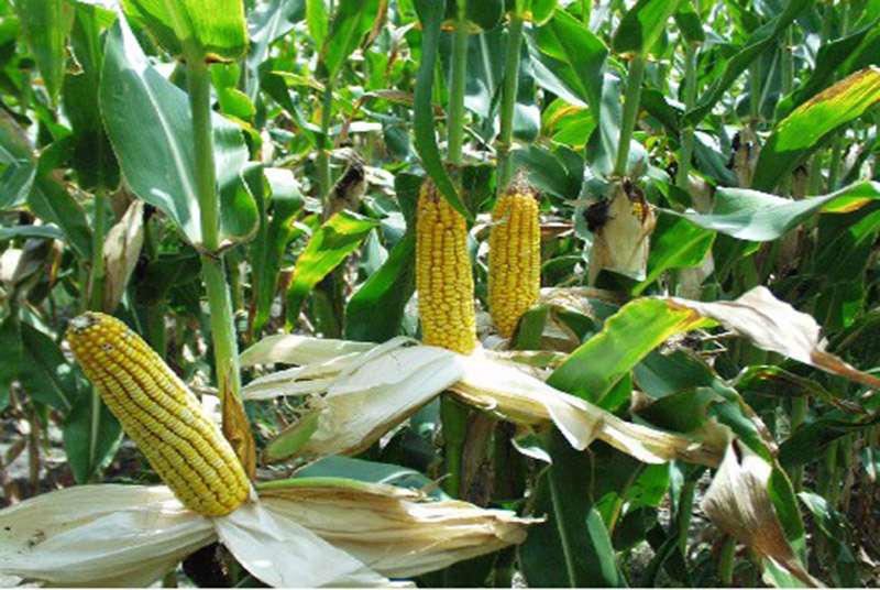 Stabilité des prix du céréale : Le maïs fortement demandé sur le marché