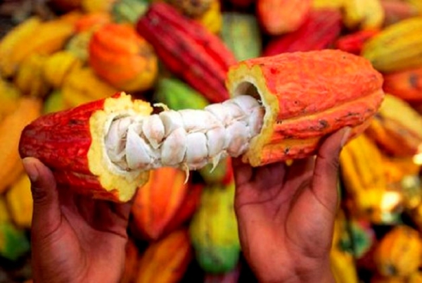 La FAO va soutenir la filière du cacao biologique en Côte d’Ivoire