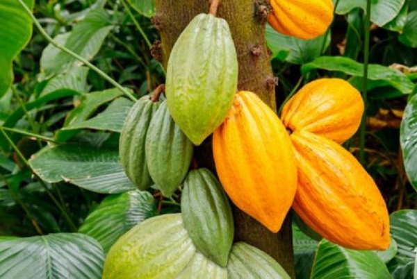 Le prix du kilogramme de cacao fixé à 825 FCFA en Côte d’Ivoire pour la campagne principale