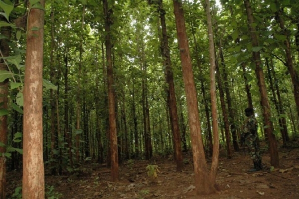 Un projet d&#039;investissement forestier d&#039;un coût de 12 milliards de FCFA lancé à Abidjan